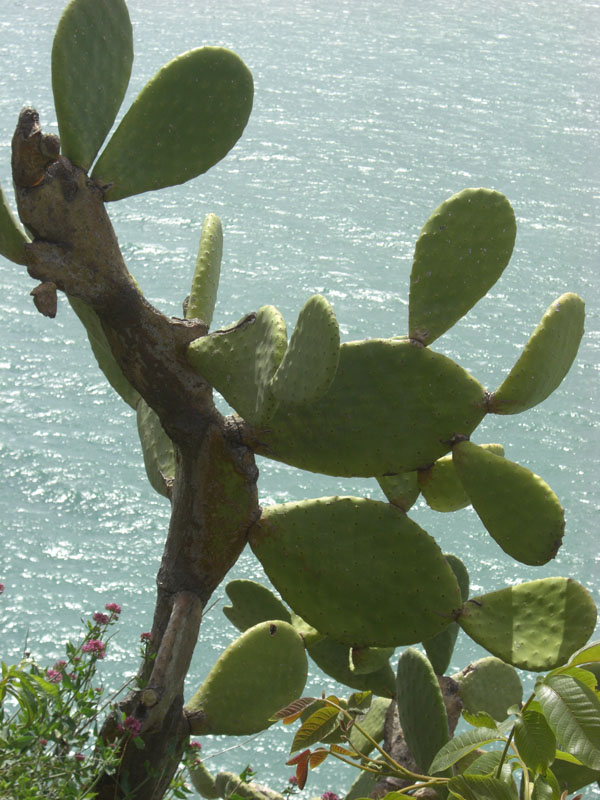 Cinque