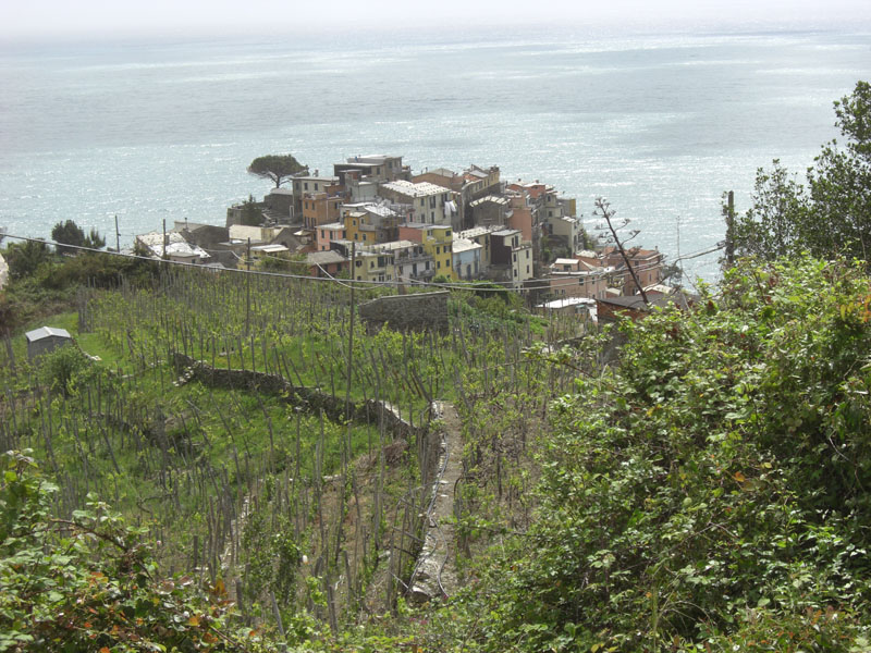 Cinque