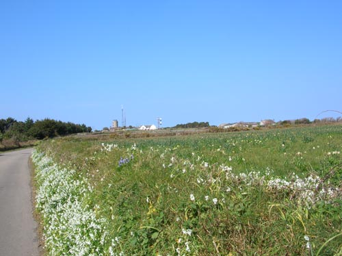 Scillies
