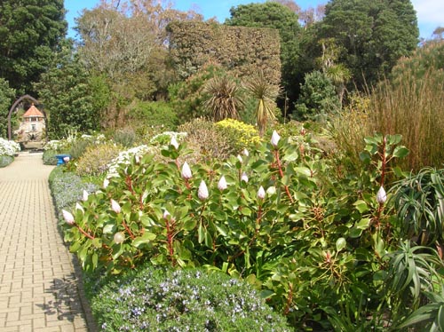 Scillies