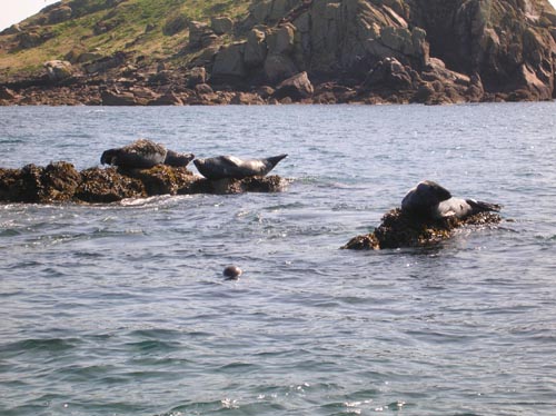 Scillies