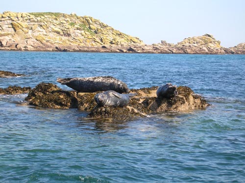 Scillies