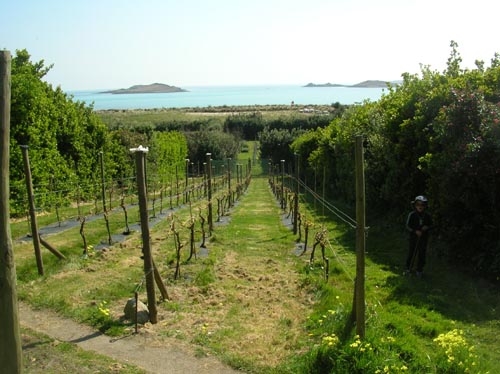 Scillies