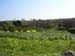 Scillies