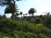 Scillies