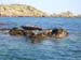 Scillies