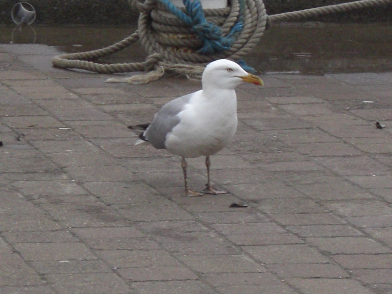 CIMG0962