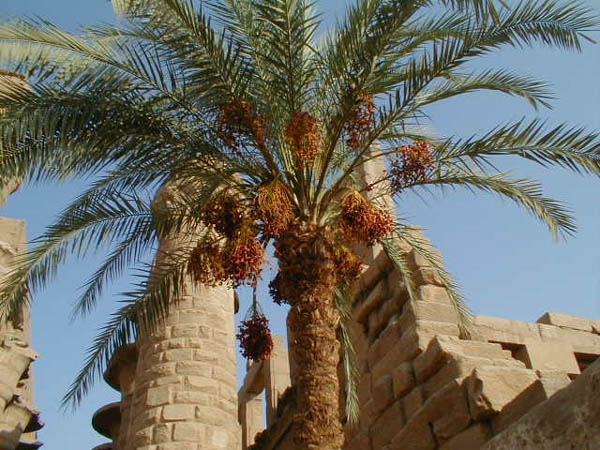 Palm