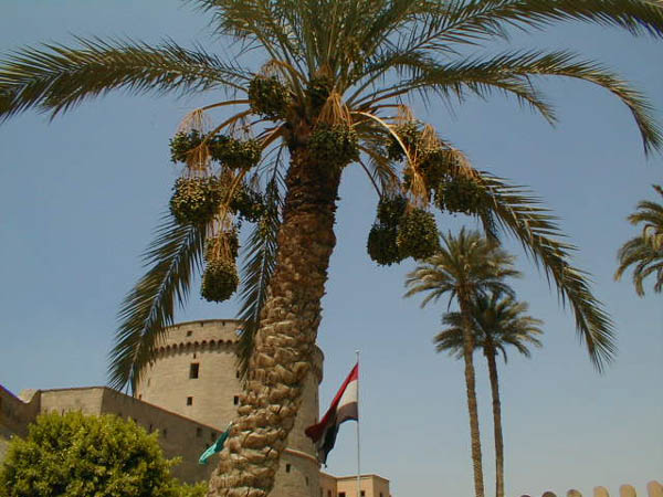 Palm
