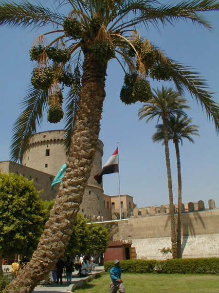 Palm