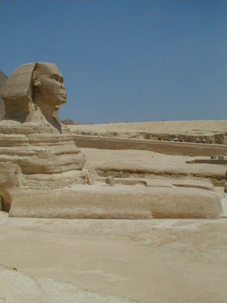 Sphynx
