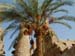 Palm