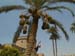 Palm