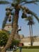 Palm