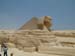 Sphynx