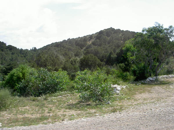 Vegetation