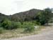 Vegetation