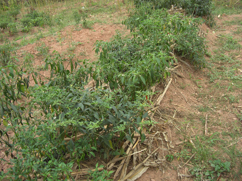 Ghana