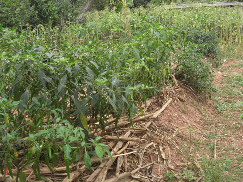 Ghana
