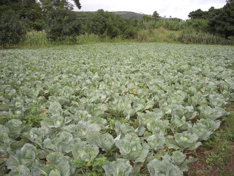 Ghana