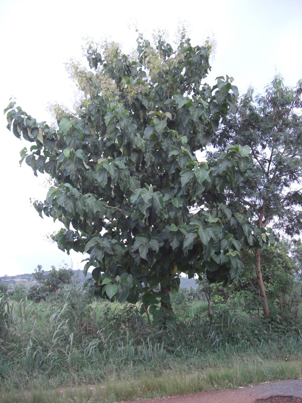 Ghana