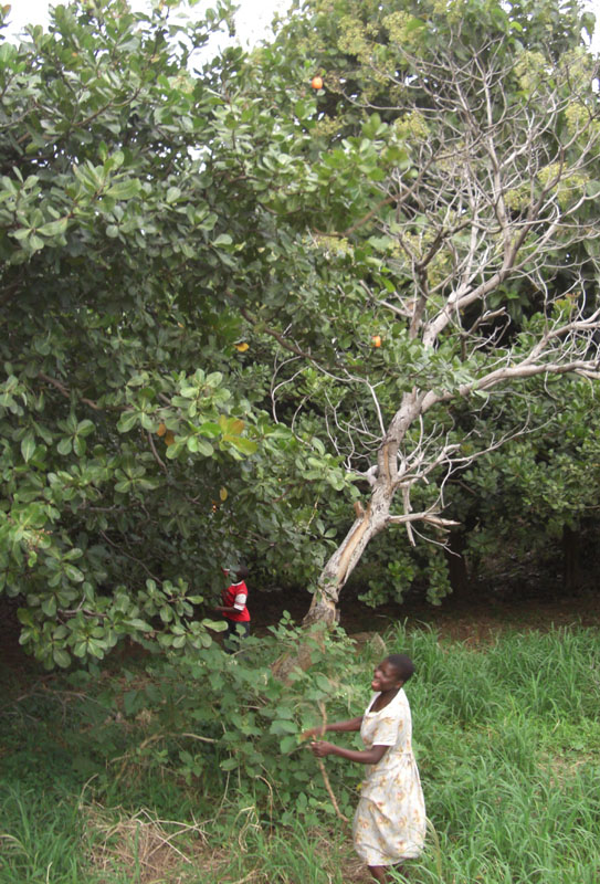 Ghana