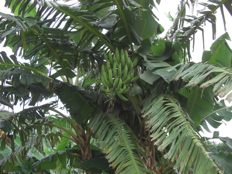 Ghana