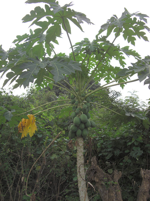 Ghana