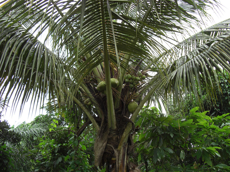 Ghana