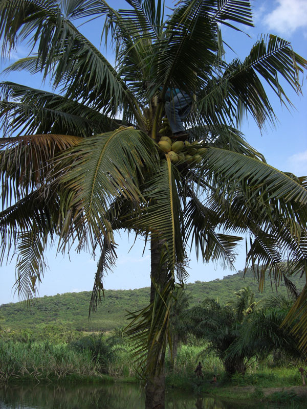 Ghana