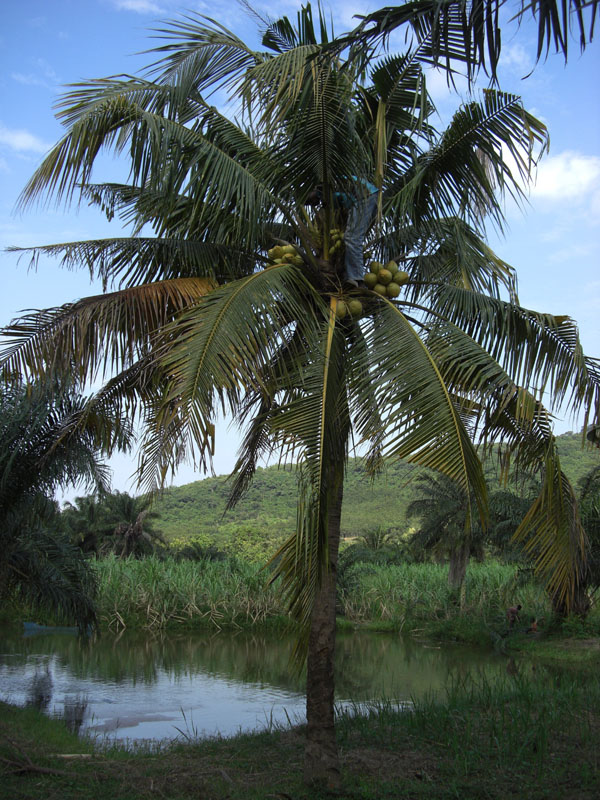 Ghana
