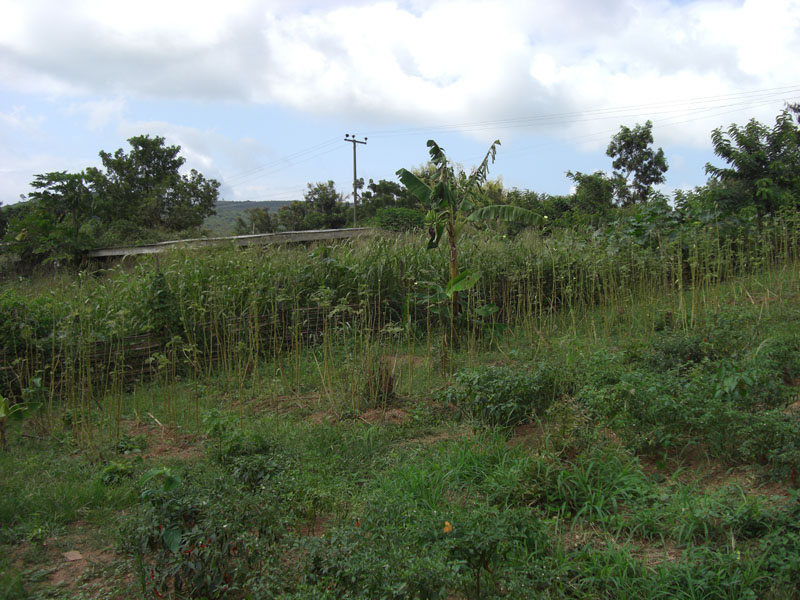 Ghana