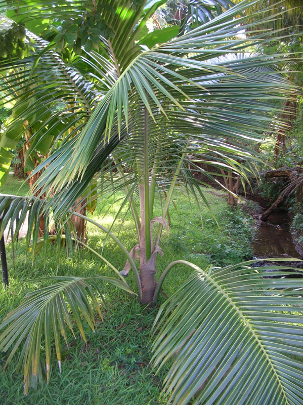 Coconut