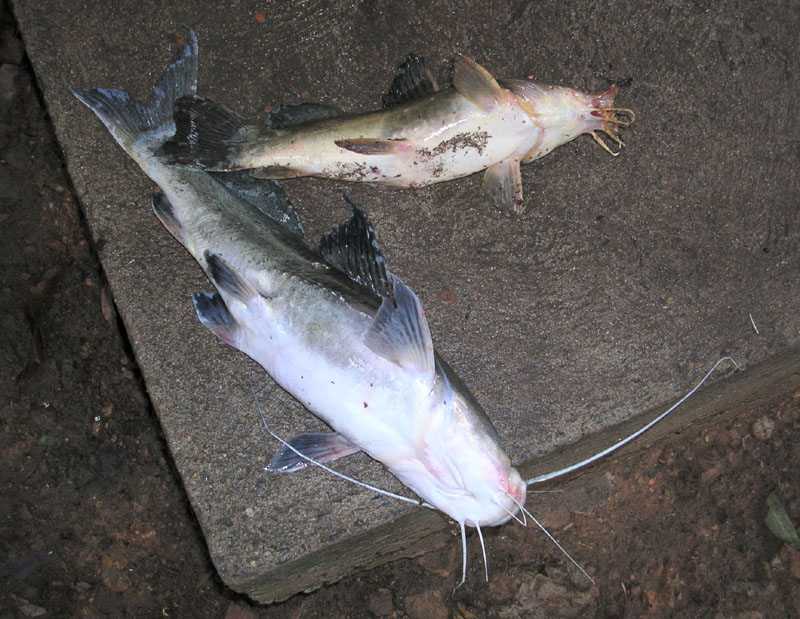 Fish