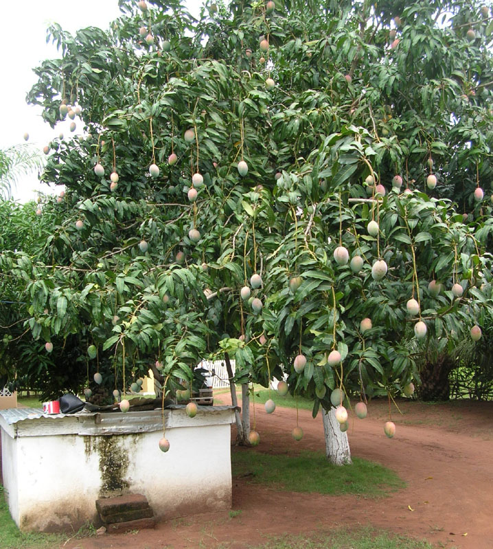 Mangoes
