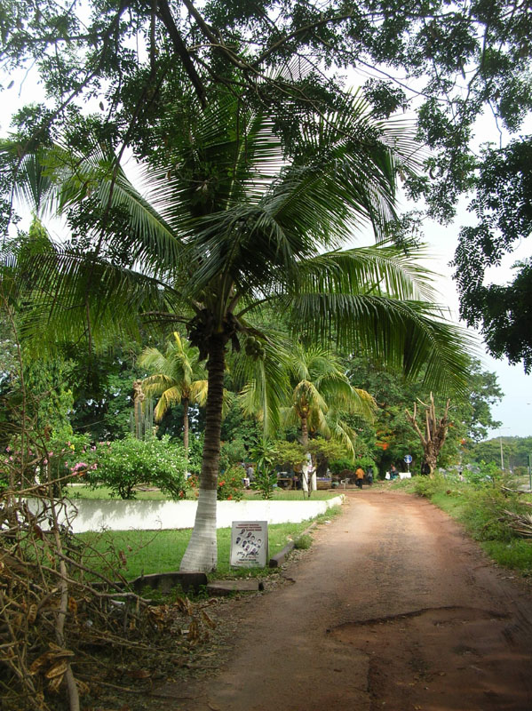 Palm