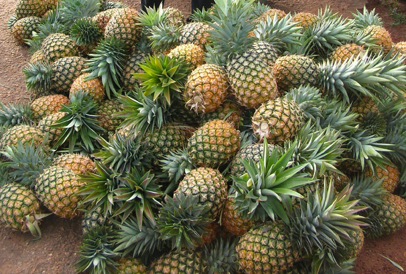 Pineapples