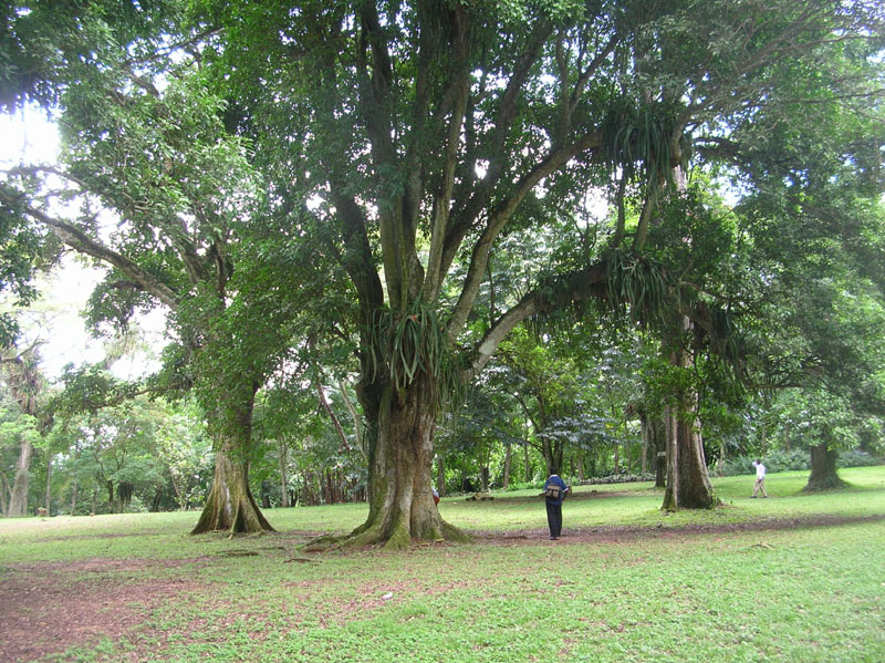 Trees