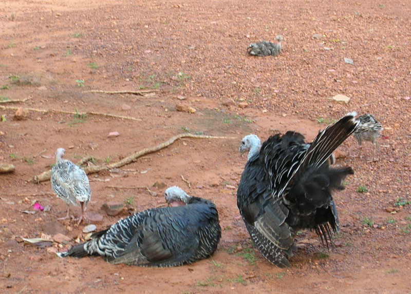 Turkeys