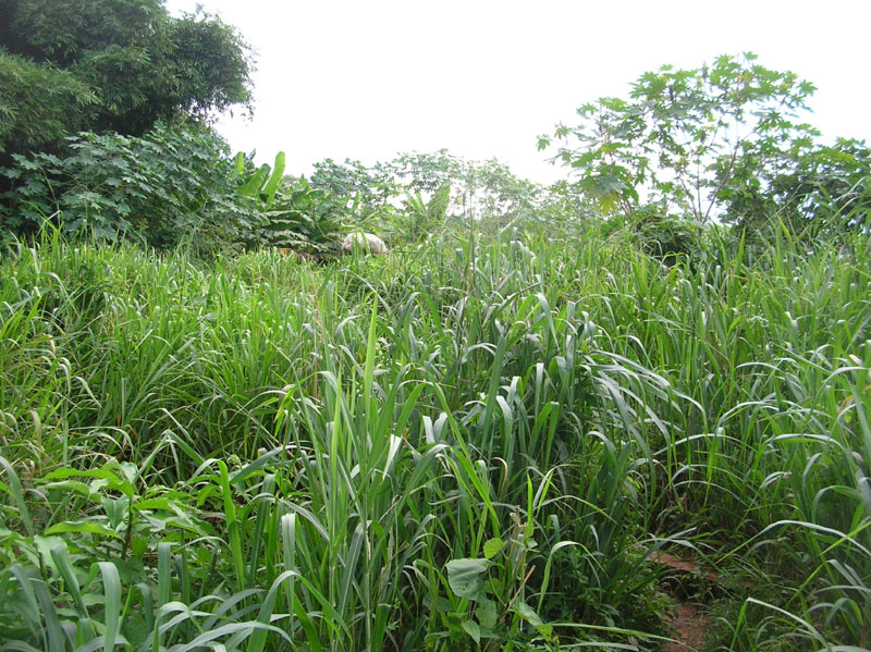 Vegetation