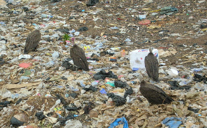 Vultures
