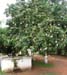 Mangoes