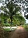 Palm