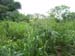 Vegetation