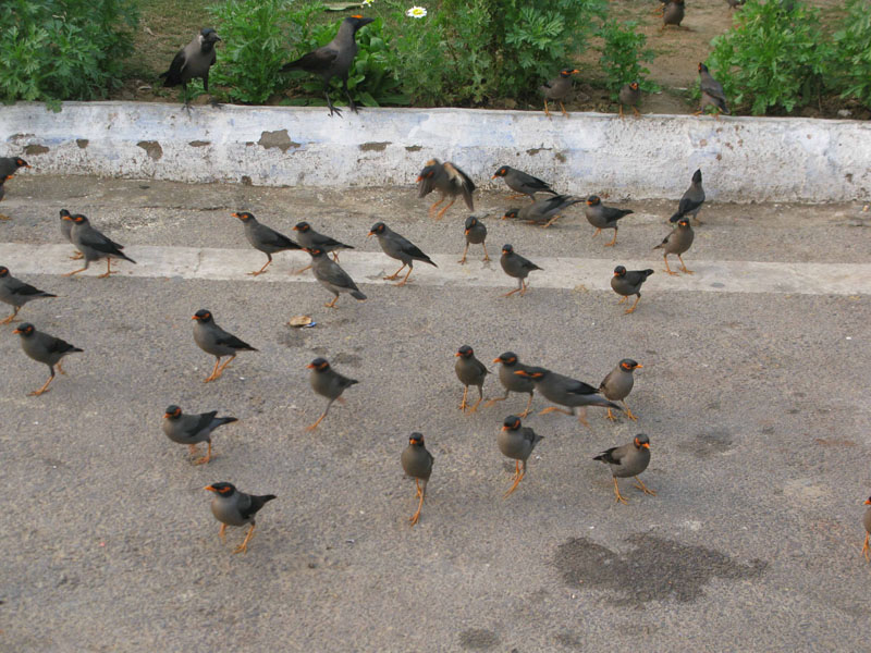 1-Delhi