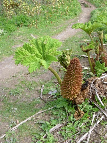 Gunnera