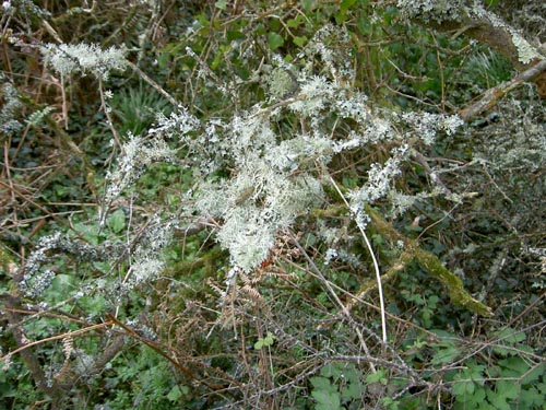 Lichens