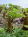 Gunnera