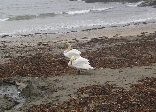 Swans